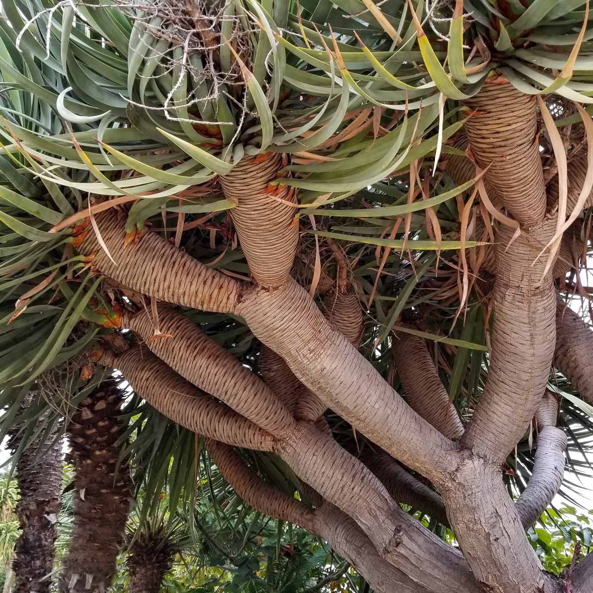Succulent Trees: Dracaena draco